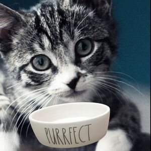 Rae Dunn By Magenta "Purrfect" White Ceramic Cat Pet Bowl
